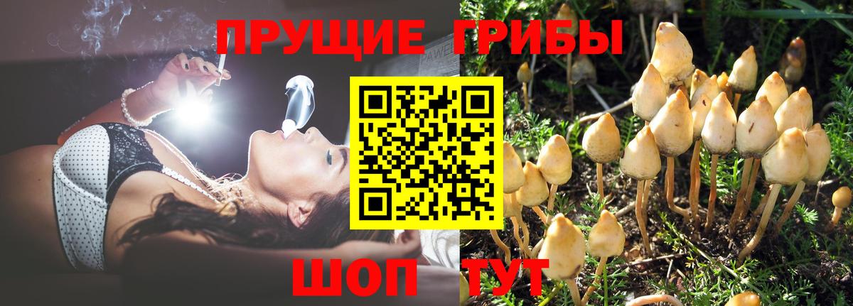 Губаха  Псилоцибиновые грибы GOLDEN TEACHER  Вход с VPN 